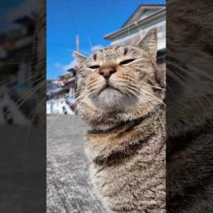 #ImpressedCatVideo #catisland #Cat