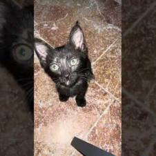 Little kitten tells me something by meowing loudly #shorts  #cat  #alleycats  #cute  #purring