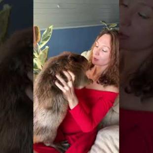 Готовим полено с бобром. Присоединяйтесь! #trending #бобр