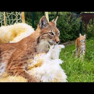 РЫСЕНОК ИЗЮМ ИСПУГАЛСЯ ОВЕЧЬЮ ШКУРУ / Очень опасные гибридные котята