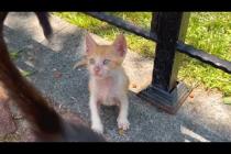 Orange kitten thinks black kitten's tail is a toy, they are so cute