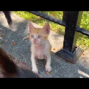 Orange kitten thinks black kitten's tail is a toy, they are so cute