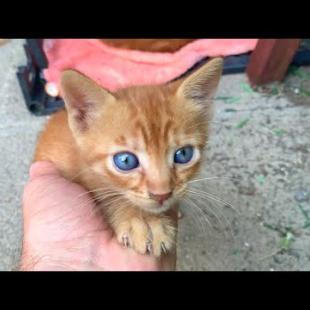 Abandoned kitten won't let me go