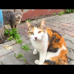 Pink-nosed calico cat, following me, courting me for affection