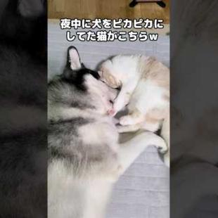 夜中に犬をピカピカに磨いていた猫がこちらです...笑