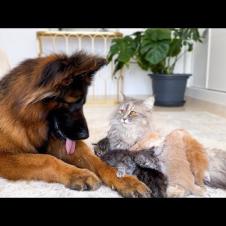 Mom Cat Shows Baby Kittens that Giant German Shepherd is Safe for Them