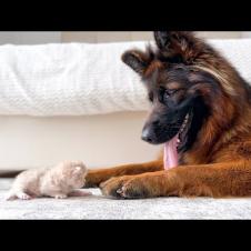 German Shepherd Meets Kitten For The First Time!