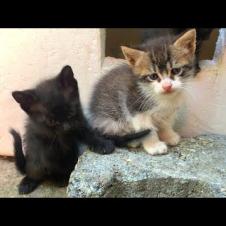 😿🍼 Where's Mom? The Heartbreaking Wait of Hungry Kittens...