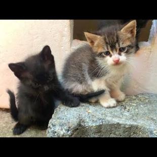 😿🍼 Where's Mom? The Heartbreaking Wait of Hungry Kittens...