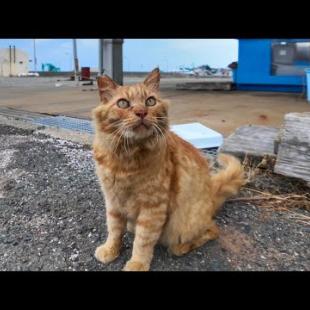 漁港に長毛の茶トラ猫がいたので撫でるとお友達のキジトラ猫もやって来た