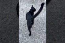 Cat: meow love me💕🐾#short #kitten #cat #catlove #cute #animals #adoptstrays