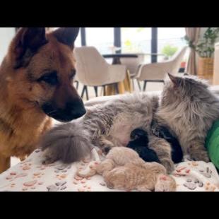 German Shepherd Meets Newborn Kittens For The First Time