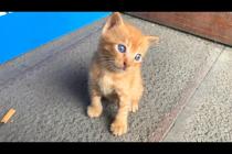 ❤️ Between Love and Hunger! 7 Kittens Cling to Mother