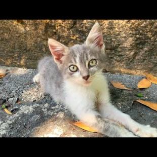 My new friends tiny kittens want love and food