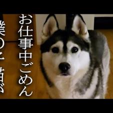 夜中にハスキー犬が急用で騒いでるのでついて行ってみると猫が...