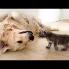 Kitten does not let the Golden Retriever Sleep