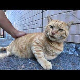 日陰の裏通りで休む茶トラ猫と黒猫の仲良し猫コンビ