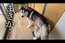 ハスキー犬が騒ぐのでついて行くと子猫がレンジの中で...