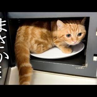 ハスキー犬が騒ぐのでついて行くと子猫がレンジの中で...