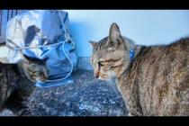 「コラ、そこはオレのシマだ!」路地裏でちゅーるもらってた猫、ヤクザ猫に詰められる💢