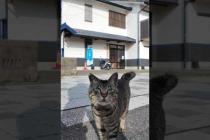 漁港の街の猫ちゃん、モフられにきた