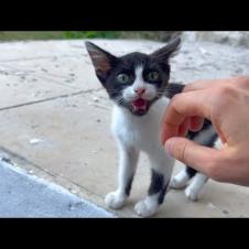 Homeless kittens never want me to leave