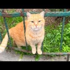 I met the big orange cat for the first time, we warmed up to each other