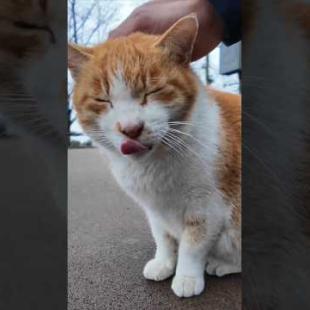 #ImpressedCatVideo #catisland #Cat