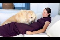 My Golden Retriever Finds Out I’m Pregnant — His Joyful Reaction Melted Me 🥹🐾
