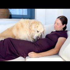 My Golden Retriever Finds Out I’m Pregnant — His Joyful Reaction Melted Me 🥹🐾