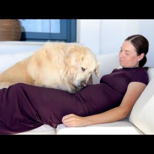 My Golden Retriever Finds Out I’m Pregnant — His Joyful Reaction Melted Me 🥹🐾