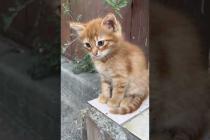 The cutest kitten in the world #shorts #meow #kitten #cat #cute #baby #animals  #suncats #kittens