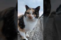 猫島で防波堤に座ると三毛猫が駆け寄ってきて隣に座ってきた