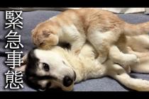 深夜に子猫がいなくなり緊急でハスキー犬を起こす猫がこちら...