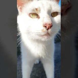 会うと必ず挨拶してくる猫