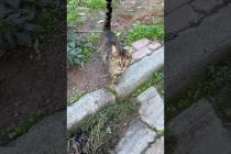 😻Tabby cat comes to me meowing #shorts #cat #catvideos #animals #cute