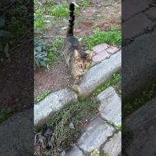 😻Tabby cat comes to me meowing #shorts #cat #catvideos #animals #cute