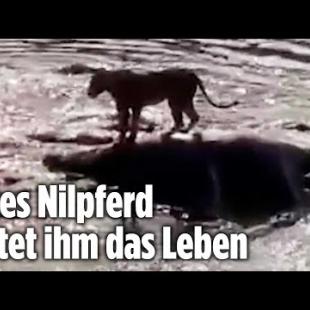 [독일 Bild紙] Krasse Szene: Löwe wird von 40 Krokodilen eingekesselt
