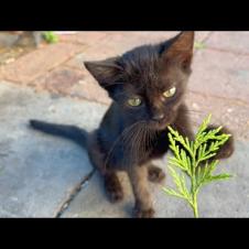 My heart pounds when I see the way a homeless kitten looks at me...