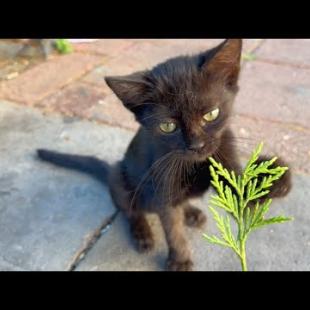 My heart pounds when I see the way a homeless kitten looks at me...