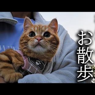 生まれて初めて外をお散歩した子猫はこうなりました...