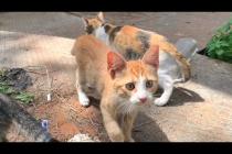 Friendly, warm-hearted kittens suddenly become my best friends