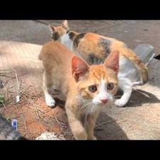 Friendly, warm-hearted kittens suddenly become my best friends