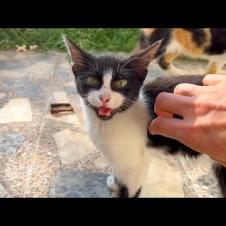 Cute kitten purrs for food and affection