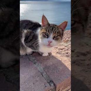 Meowing cat enjoys the view #catshorts #kitten #meow #catsofyoutube #cute #catsofinstagram #purring