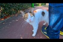 人を見ると嬉しそうに駆け寄ってきて足元にすり寄る公園の猫が可愛すぎる