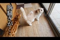 朝から猫達が騒いでるのでついて行ったまさかの展開に...