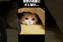 突然の地震に犬と猫が...Sudden earthquake… and they did THIS