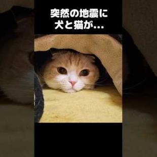 突然の地震に犬と猫が...Sudden earthquake… and they did THIS