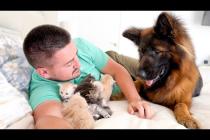 German Shepherd's Reaction When She Finds Her Owner with Kittens
